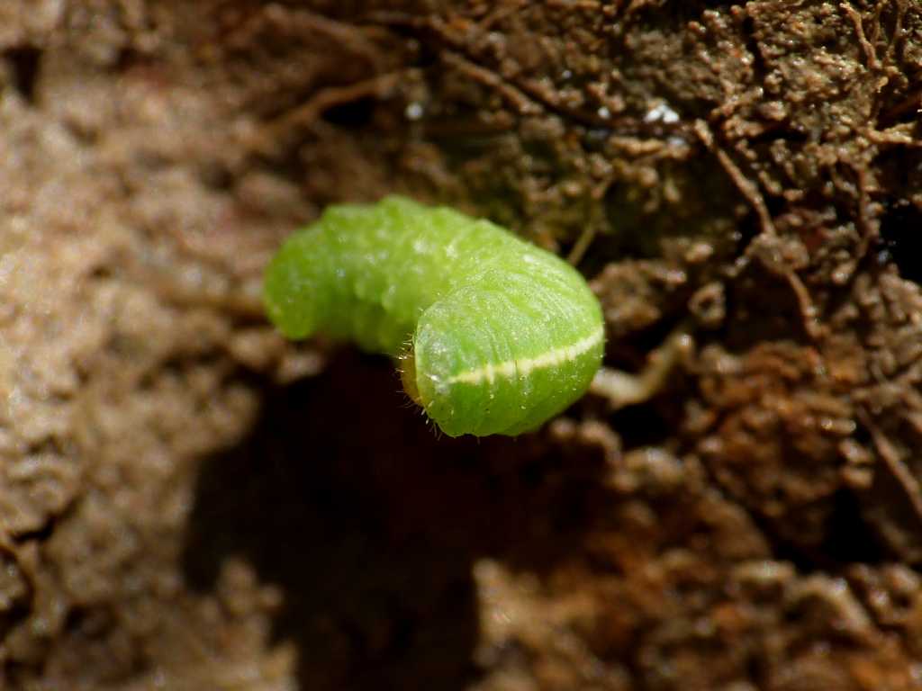 Larva di Curculionidae